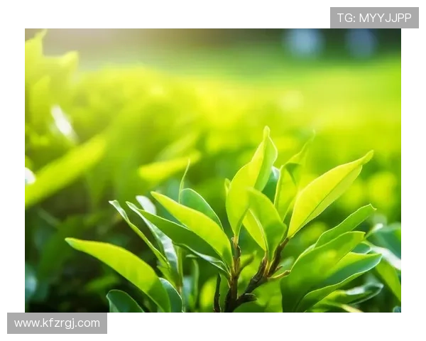 凯发娱乐官网手机版积极响应国家政策，推动绿色健康博彩环境建设